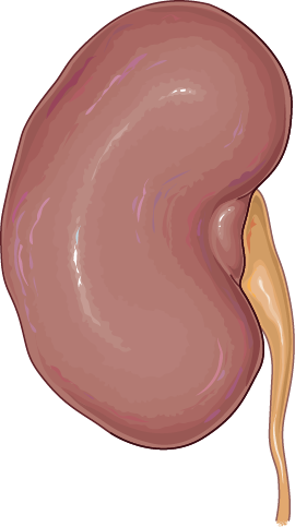 External kidney illustration showing the medial indentation and descending ureter.